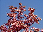 20070323 12.jpg